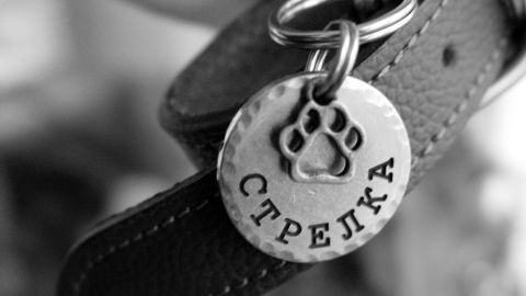 Лазерне гравіювання медальйонів і жетонів для тварин, адресників для собак та кішок у Львові Лазерне гравіювання медальйонів і жетонів для тварин, адресників для собак та кішок у Львові